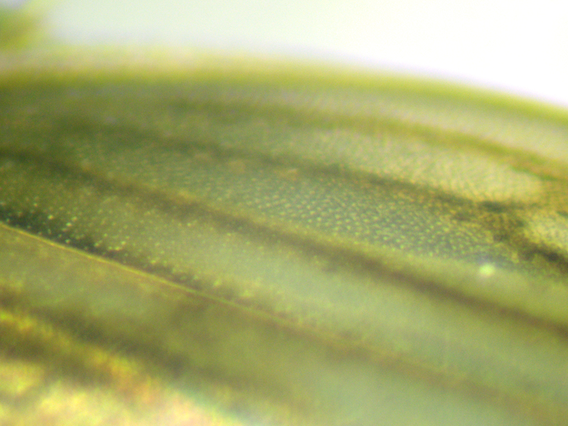 Anaceratagallia ribauti